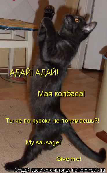 Котоматрица: АДАЙ! АДАЙ! Мая колбаса! Ты че по русски не понимаешь?! My sausage! Give me!