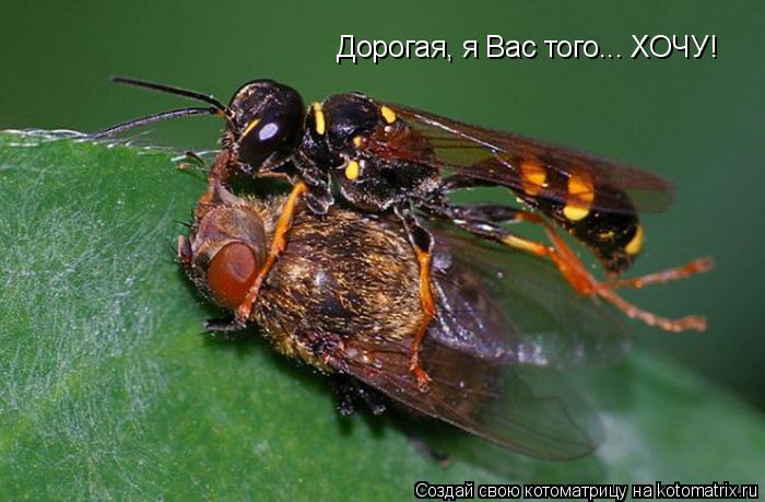 Котоматрица: Дорогая, я Вас того... ХОЧУ!
