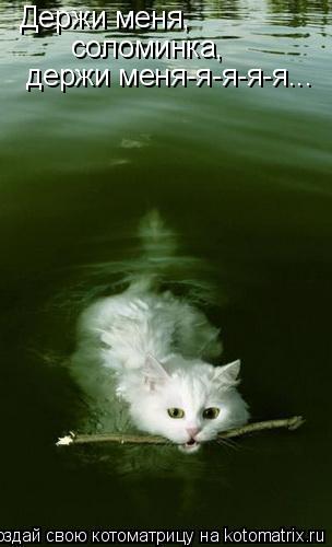 Котоматрица: Держи меня, соломинка, держи меня-я-я-я-я...