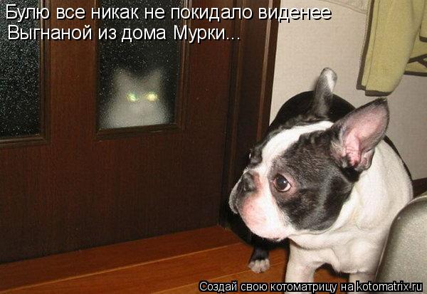 Булю все никак не покидало виденее Выгнаной из дома Мурки...... Котоматрица: Булю все никак не покидало виденее Выгнаной из дома Мурки...