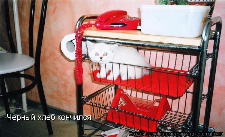 Котоматрица: -Черный хлеб кончился.