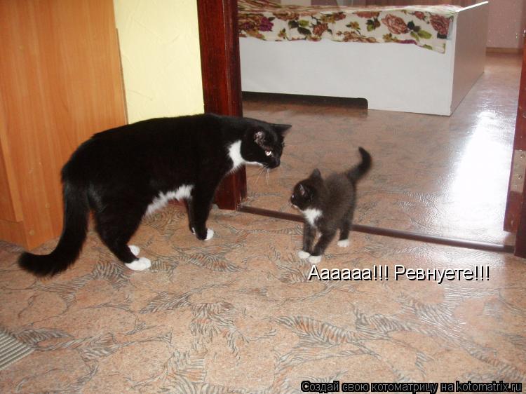 Котоматрица: Аааааа!!! Ревнуете!!!