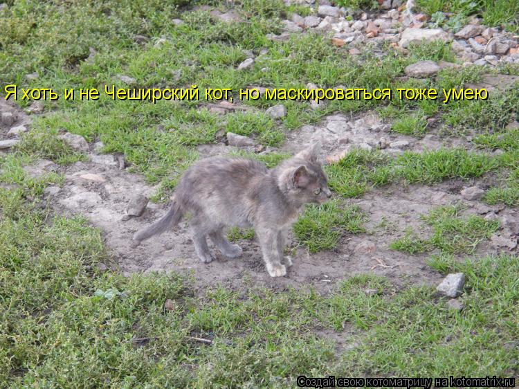 Котоматрица: Я хоть и не Чеширский кот, но маскироваться тоже умею