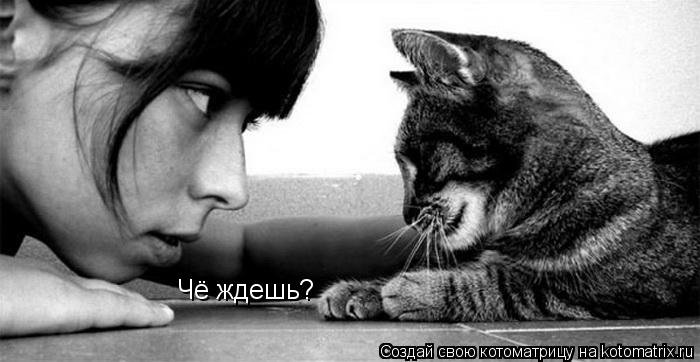 Котоматрица: Чё ждешь?