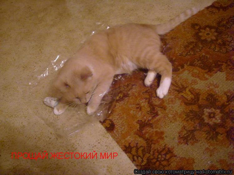 Котоматрица: ПРОЩАЙ ЖЕСТОКИЙ МИР