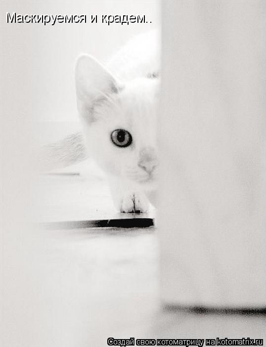 Котоматрица: Маскируемся и крадем..