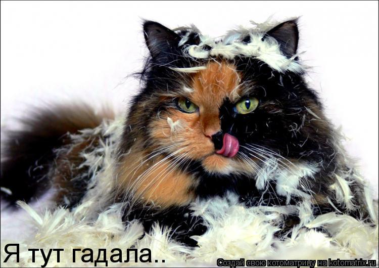 Котоматрица: Я тут гадала..
