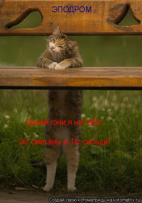 Котоматрица: ЭПОДРОМ Давай,гони,я на тебя... 2кг сметаны и 1кг сельди!