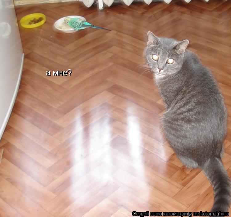 Котоматрица: а мне?