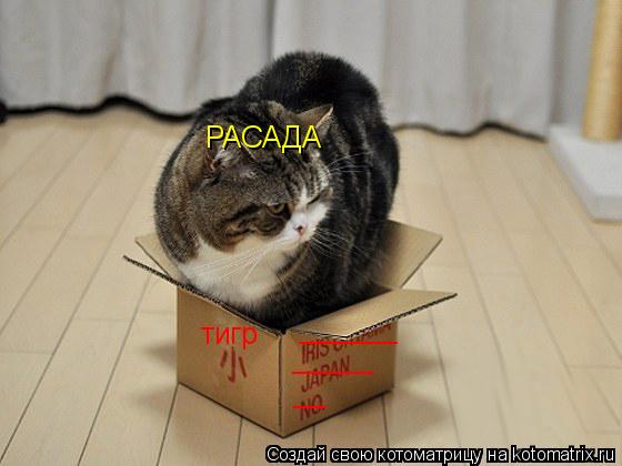 Котоматрица: ______ _____ __ тигр  РАСАДА