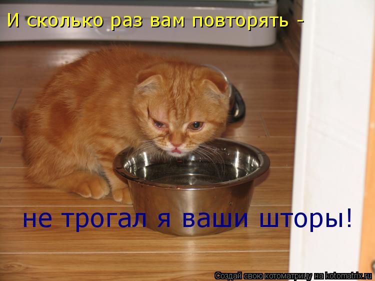 Котоматрица: И сколько раз вам повторять -  не трогал я ваши шторы!