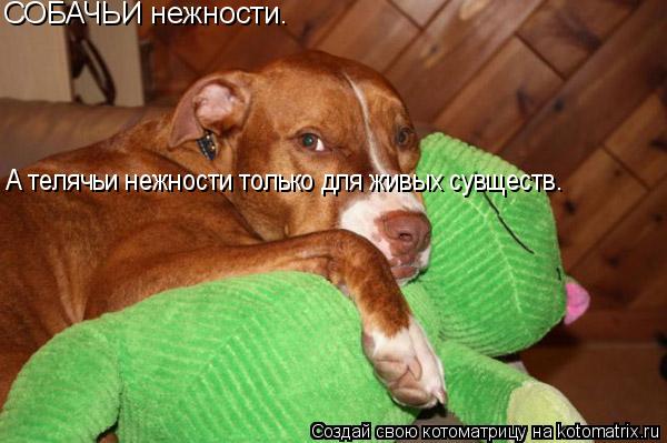 Котоматрица: СОБАЧЬИ нежности. А телячьи нежности только для живых сувществ.