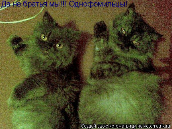 Котоматрица: Да не братья мы!!! Однофомильцы!