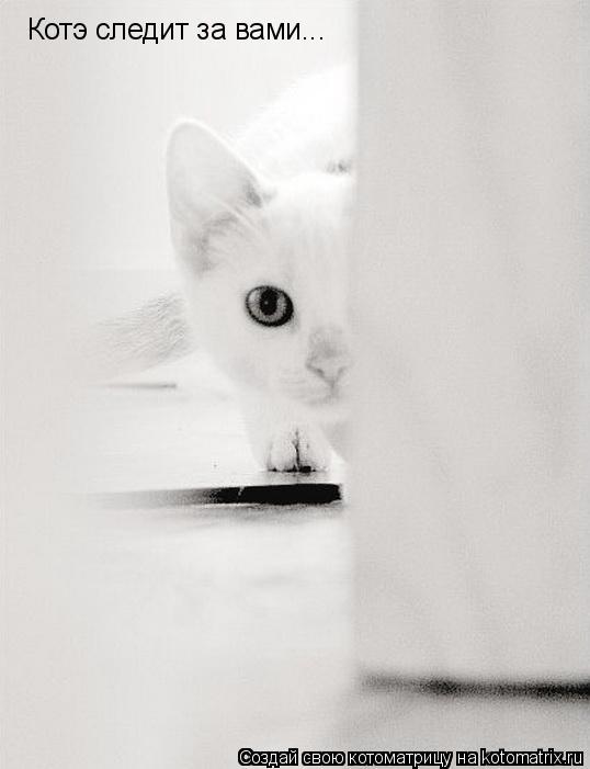 Котоматрица: Котэ следит за вами...