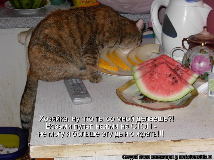 Котоматрица: Хозяйка, ну что ты со мной делаешь?! Возьми пульт, нажми на СТОП -  не могу я больше эту дыню жрать!!!