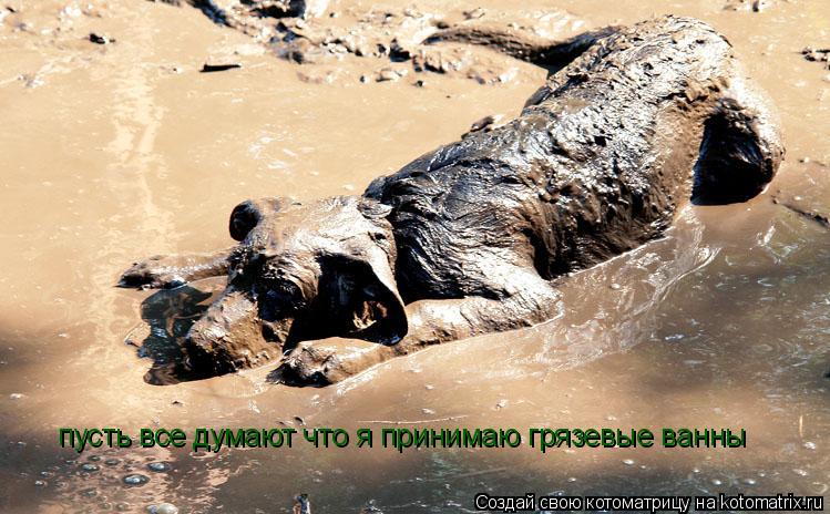 Котоматрица: пусть все думают что я принимаю грязевые ванны