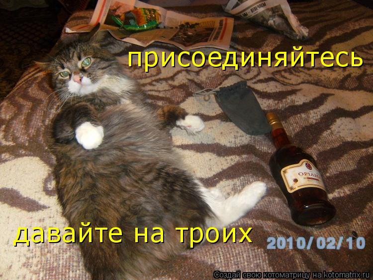 Котоматрица: присоединяйтесь  давайте на троих