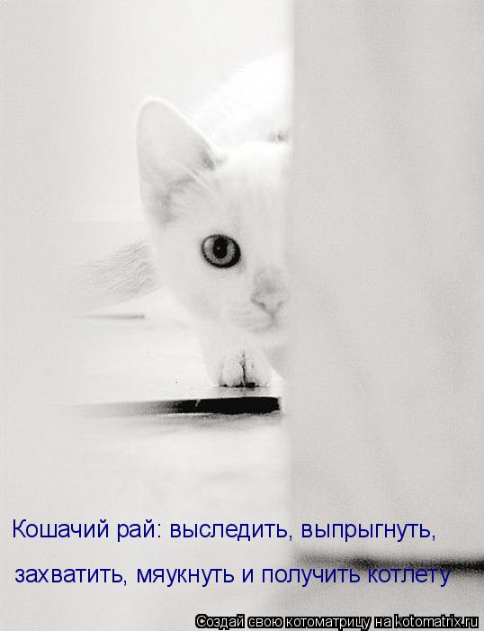 Котоматрица: Кошачий рай: выследить, выпрыгнуть, захватить, мяукнуть и получить котлету