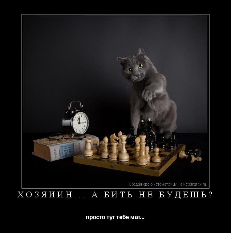 Котоматрица: хозяиин... а бить не будешь? просто тут тебе мат...
