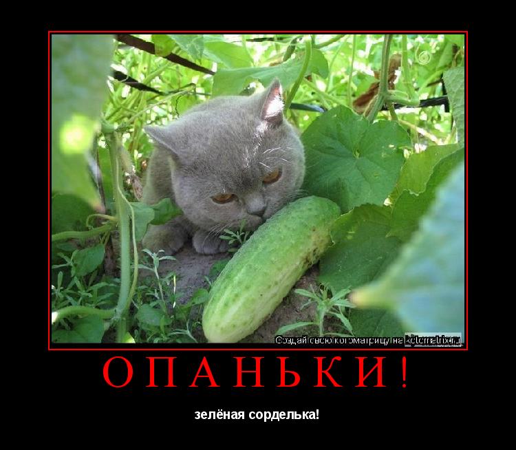 Котоматрица: Опаньки! зелёная сорделька!