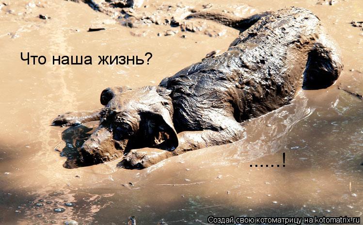 Котоматрица: Что наша жизнь? ......!