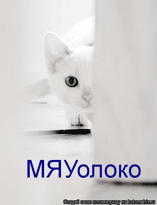Котоматрица: МЯУолоко
