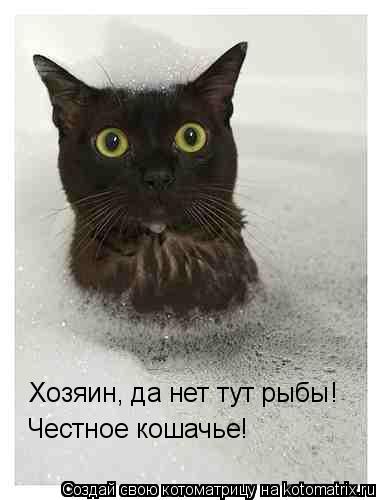 Котоматрица: Хозяин, да нет тут рыбы! Честное кошачье!