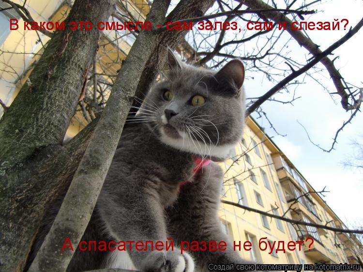 Котоматрица: В каком это смысле - сам залез, сам и слезай? В каком это смысле - сам залез, сам и слезай? А спасателей разве не будет?