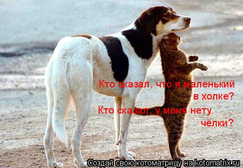 Котоматрица: Кто сказал, что я маленький  в холке? Кто сказал, у меня нету  чёлки?