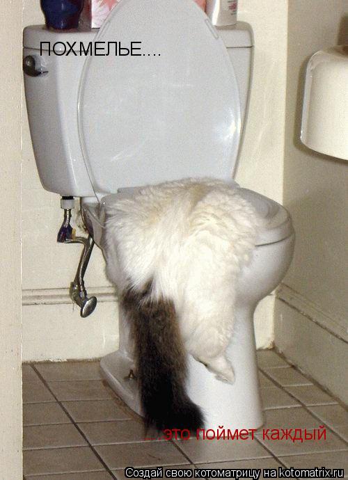Котоматрица: ПОХМЕЛЬЕ.... ....это поймет каждый
