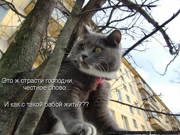 Котоматрица: Это ж страсти господни, честное слово... И как с такой бабой жить???