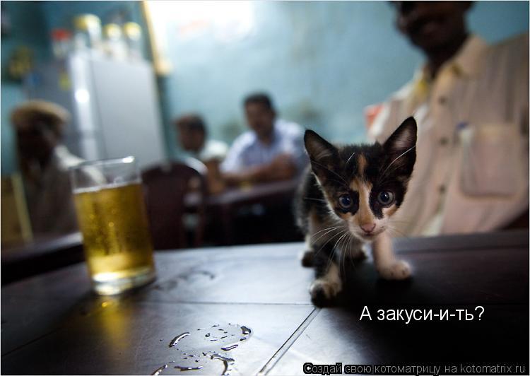 Котоматрица: А закуси-и-ть?