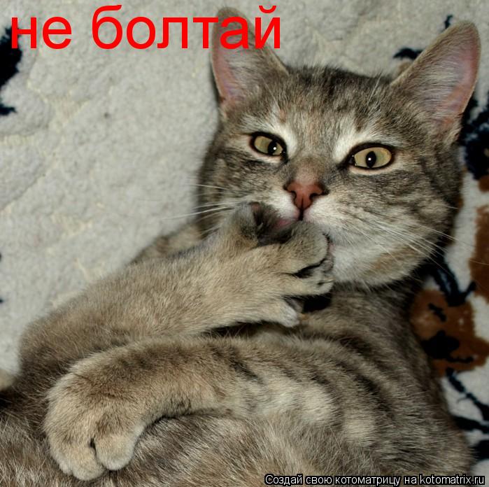 Котоматрица: не болтай