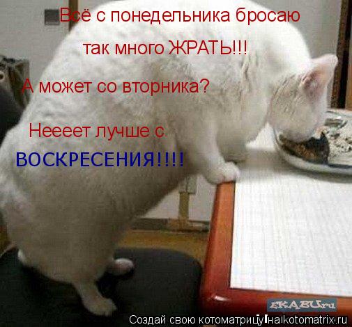 Котоматрица: Всё с понедельника бросаю  так много ЖРАТЬ!!! А может со вторника? Неееет лучше с  ВОСКРЕСЕНИЯ!!!!