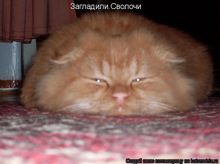 Котоматрица: Загладили.Сволочи