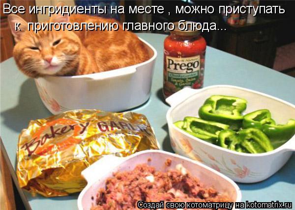 Котоматрица: Все ингридиенты на месте , можно приступать к  приготовлению главного блюда...