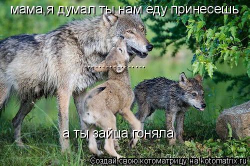 Котоматрица: мама,я думал ты нам еду принесешь ................. а ты зайца гоняла