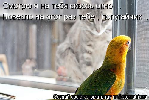 Котоматрица: Смотрю я на тебя сквозь окно ...  Повезло на этот раз тебе , попугайчик ...