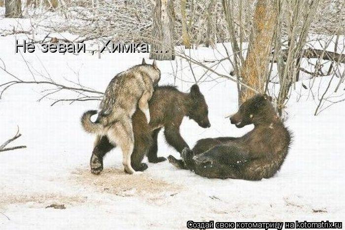 Котоматрица: Не зевай , Химка ...