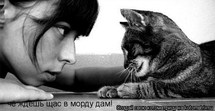 Котоматрица: чё ждешь щас в морду дам!