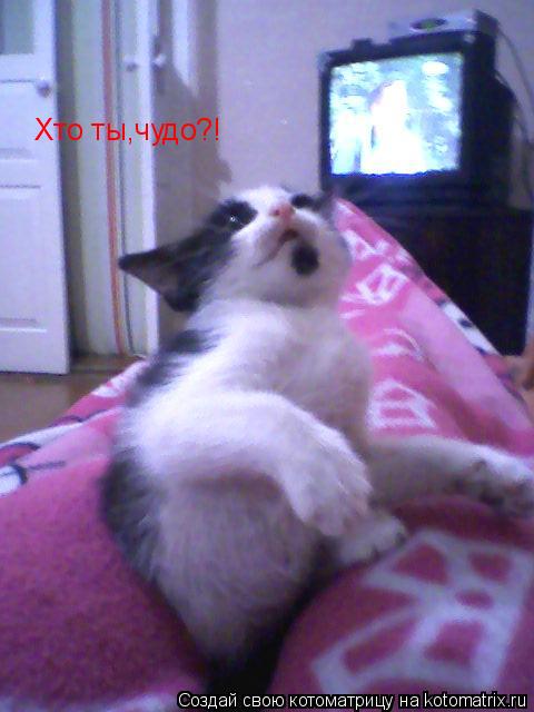 Котоматрица: Хто ты,чудо?!