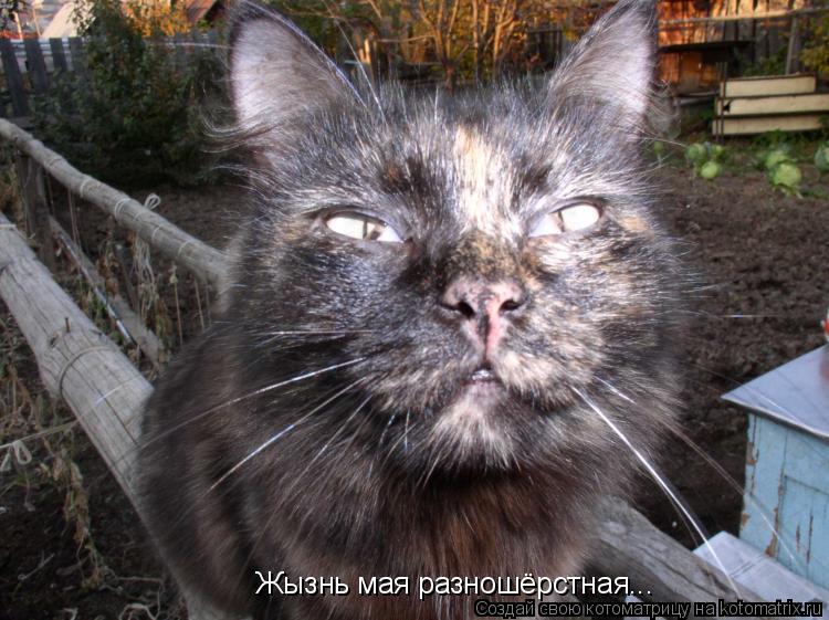 Котоматрица: Жызнь мая разношёрстная...