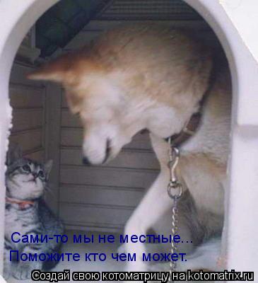 Котоматрица: Сами-то мы не местные... Поможите кто чем может.