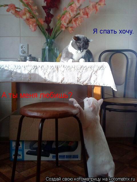 Котоматрица: А ты меня любишь? Я спать хочу.