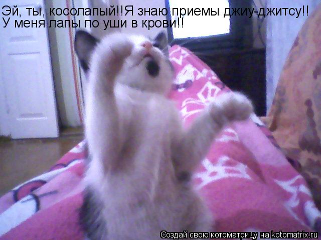 Котоматрица: Эй, ты, косолапый!!Я знаю приемы джиу-джитсу!! У меня лапы по уши в крови!!