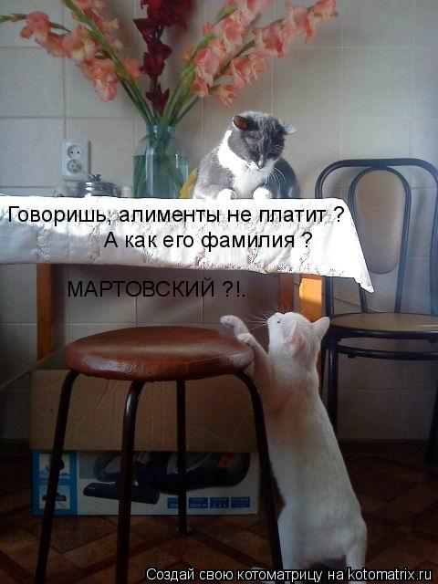Котоматрица: Говоришь, алименты не платит ? А как его фамилия ? МАРТОВСКИЙ ?!.