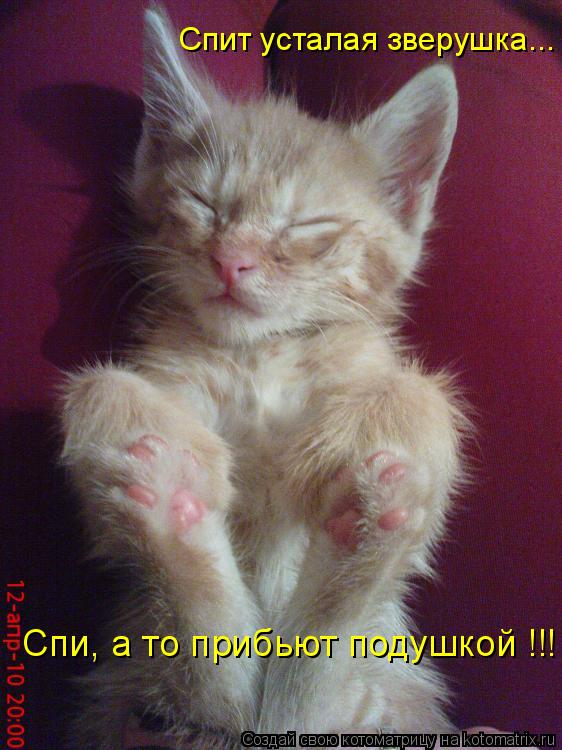 Котоматрица: Спи, а то прибьют подушкой !!! Спит усталая зверушка...