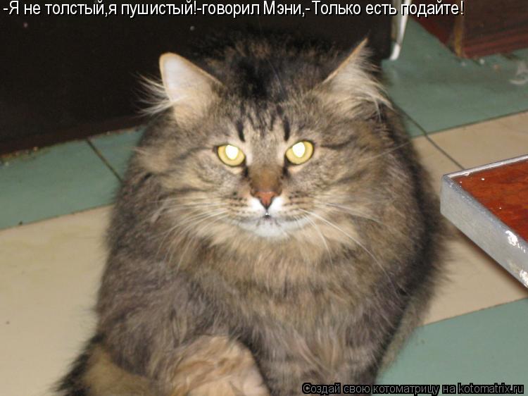Котоматрица: -Я не толстый,я пушистый!-говорил Мэни,-Только есть подайте!