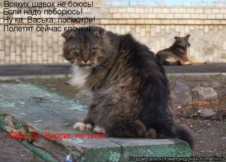 Котоматрица: Всяких шавок не боюсь! Если надо поборюсь! Ну ка, Васька, посмотри! Полетят сейчас клочки! Лишь бы, Барсик, не твои,