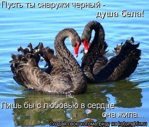Котоматрица: Пусть ты снаружи черный -  Лишь бы с любовью в сердце она жила... душа бела!